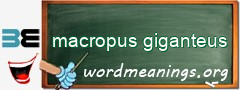 WordMeaning blackboard for macropus giganteus